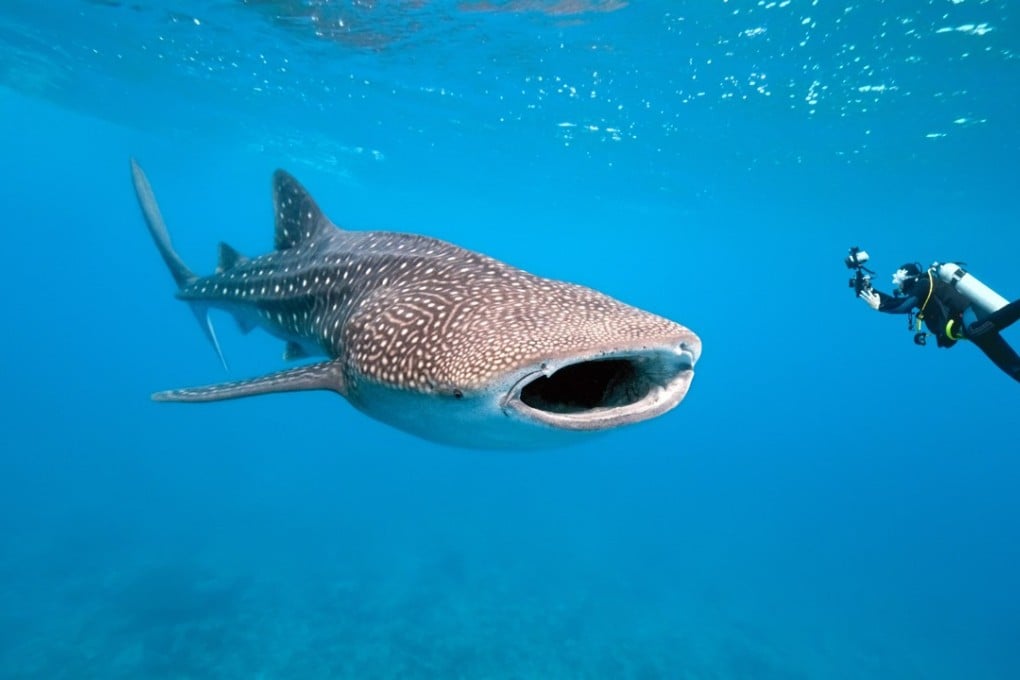 A diver’s paradise, the Raja Ampat Islands’ rich marine environment is home to whale sharks.