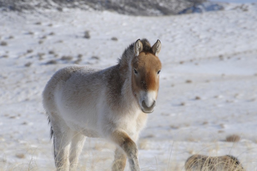 Giant pandas aside, there are a handful of other, lesser-known species in China that have been brought back from the brink of extinction. Photo: AP