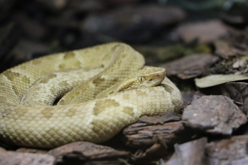 Aggressive, poisonous vipers are not what most people want to encounter when exploring an otherwise uninhabited island.