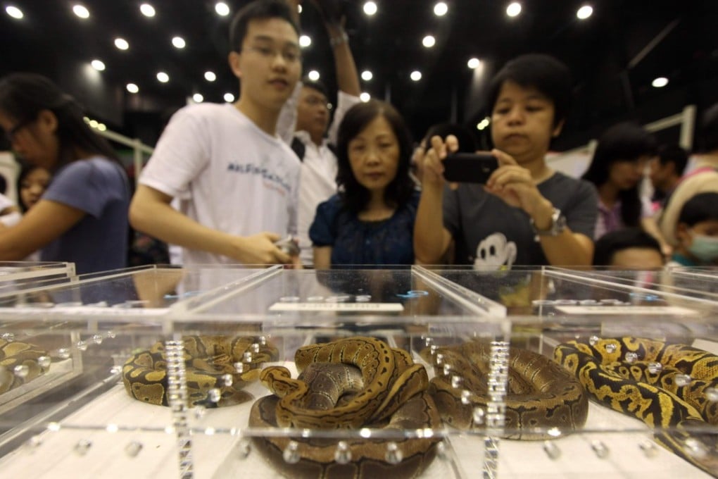 File photo people looking at ball python snakes during the Hong Kong International Reptile Expo in 2010. Photo: AFP