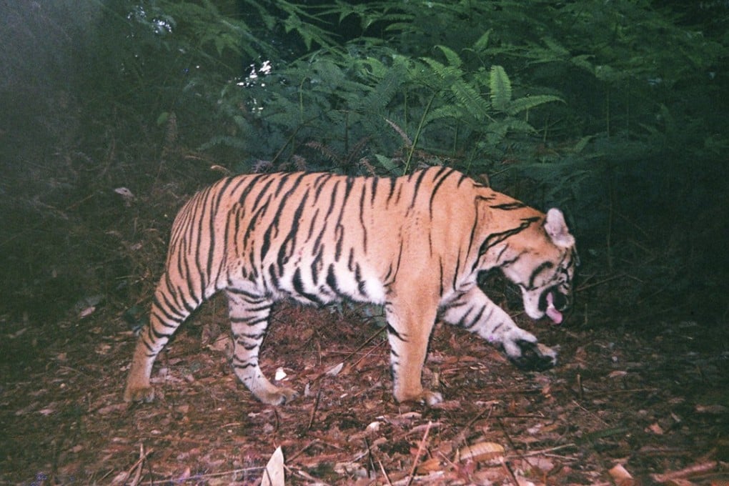 Sumatran tigers are considered critically endangered by protection group the International Union for Conservation of Nature, with 400 to 500 remaining in the wild. File photo: AFP