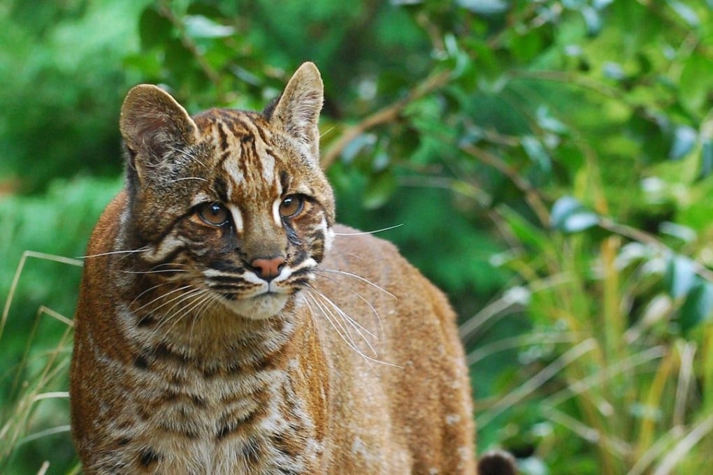 After being shown this photo, the couple identified the animal they saw as a leopard cat. Photo: Handout