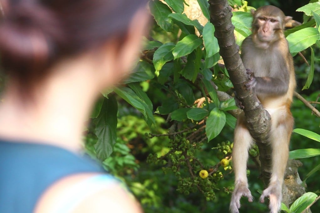 A wild monkey in Kam Shan Country Park. Photo: May Tse