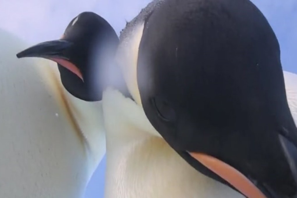 A selfie image captured by a pair of curious emperor penguins in Antarctica. Photo: Eddie Gault / Australian Antarctic Division / Unidentified penguins