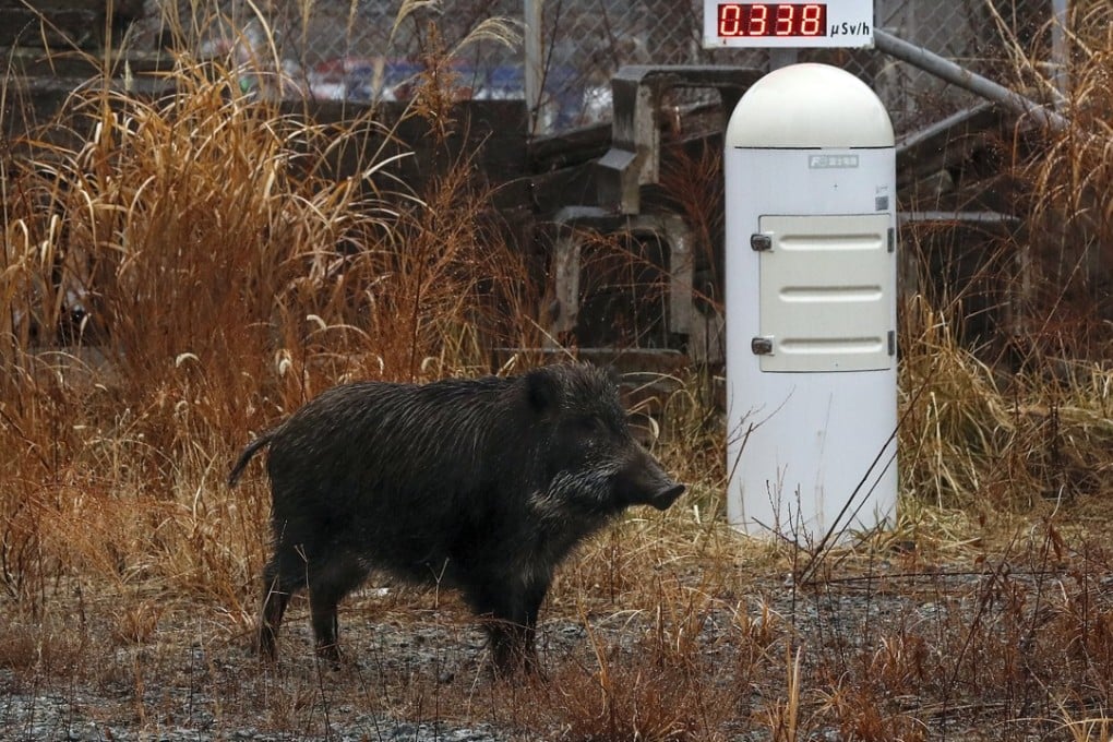 A wild boar stops at a monitoring post for radioactive contamination in Futaba town, where reactors of the crippled Fukushima Daiichi Nuclear Power Plant are located. Photo: EPA