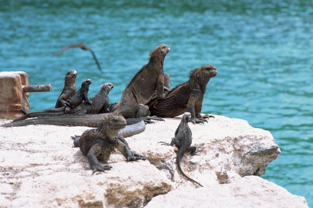 File photo of several marine iguanas on a rock. Photo: handout