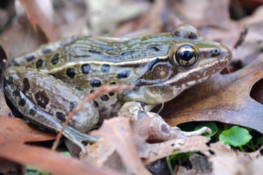 Some people believe that eating live frogs can help ease rheumatism, but for one Chinese woman it led to years of pain and an unwanted attachment to a huge tapeworm. Photo: AFP
