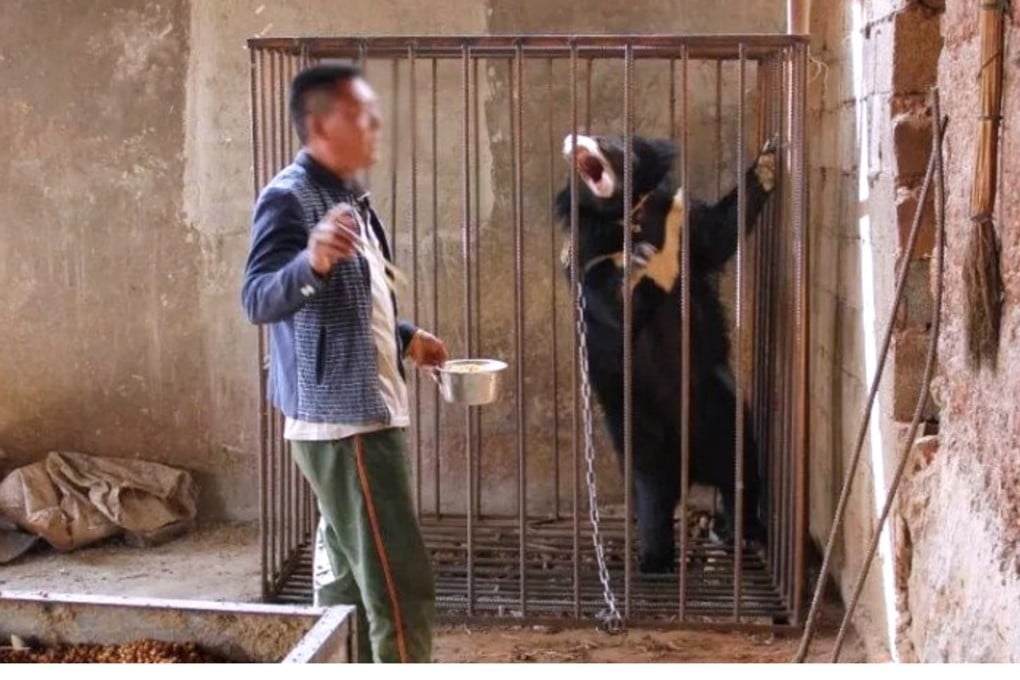 The man from southwestern China said he only realised his “puppy” was actually a bear when it grew to adult proportions. Photo: Weibo