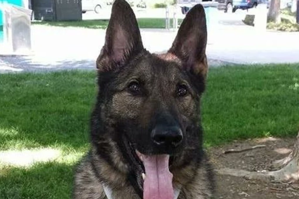 A German shepherd named Irgo was flown to Japan, not Kansas City, Missouri, as expected, after a mix-up by United Airlines. Photo: Kara Swindle/KCTV5