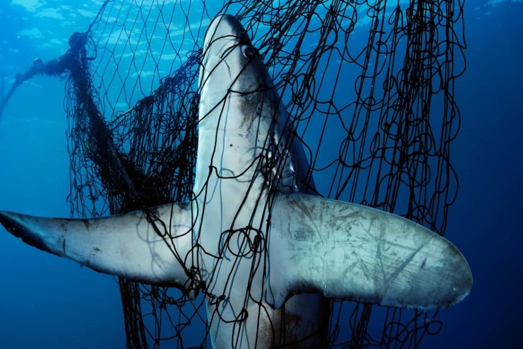 A thresher shark, often hunted for its fins, is caught in a gillnet in Mexico’s Sea of Cortez. Tens of millions of sharks die each year as victims of fishing by-catch or to satisfy the demand for shark fin soup. Photograph: Photographers Against Wildlife Crime
