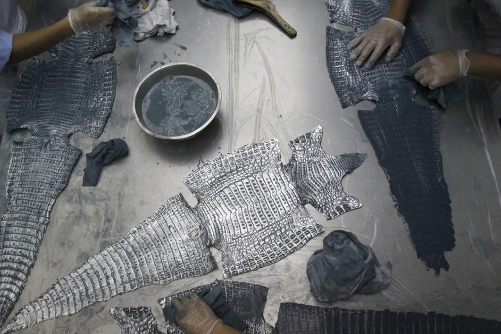 Factory workers applying dyes to crocodile skins at a crocodile leather tannery in Singapore. The tannery supplies tanned crocodile leather for top international luxury brands, including Italian labels such as Prada, for the manufacture of watch straps, handbags, shoes, clothing and belts. Photo: Reuters