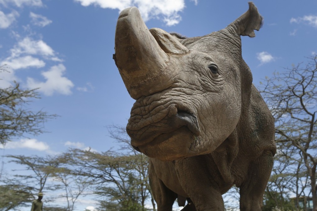 Sudan, the last surviving male northern white rhino, has died. Photo: EPA