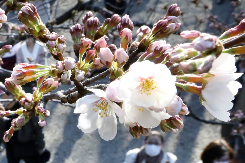 People look at flowering cherry blossoms and buds at Tokyo’s Yasukuni Shrine. Photo: AFP