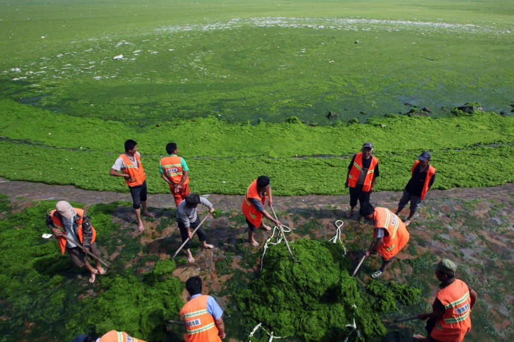 Workers clear a seaweed-covered bay in the coastal city of Qingdao, in Shandong province. The seaweed grows quickly when marine water becomes excessively enriched with minerals and nutrients due to pollution. Photo: EPA