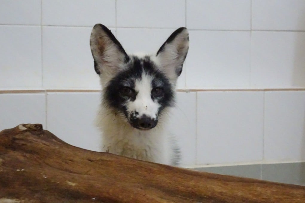 The fox was cared for by Ocean Park for several months. Photo: Ocean Park