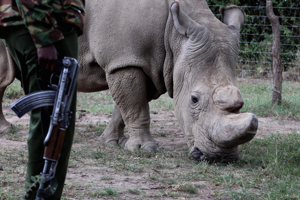 A police officer looks at a northern white rhino, only three of its kind left in the world, as it moves in an enclosed and constantly protected perimeter ahead of the Giants Club Summit of African leaders and others on tackling poaching of elephants and rhinos, Ol Pejeta conservancy near the town of Nanyuki, Laikipia County, Kenya, April 28, 2016. Photo: REUTERS/Siegfried Modola