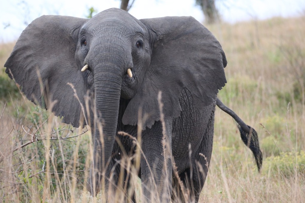 An elephant at Mozambique’s Maputo Special Reserve. Pictures: Christopher P. Baker