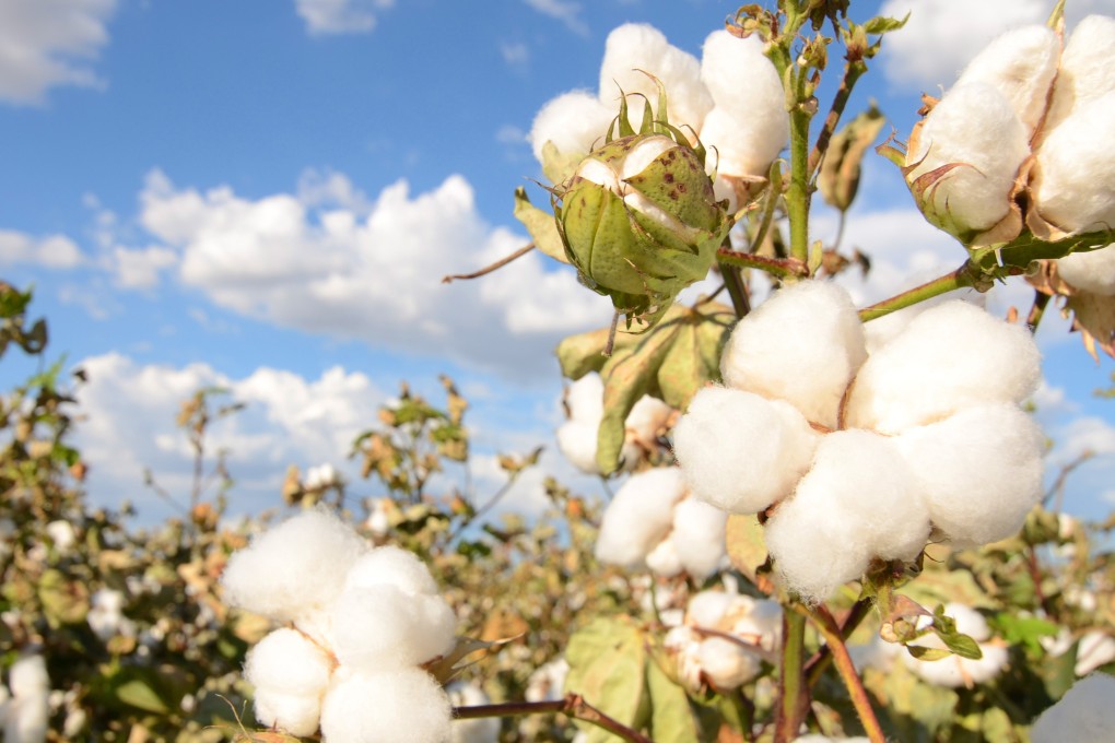 Chart of the day: Support for Zhengzhou cotton