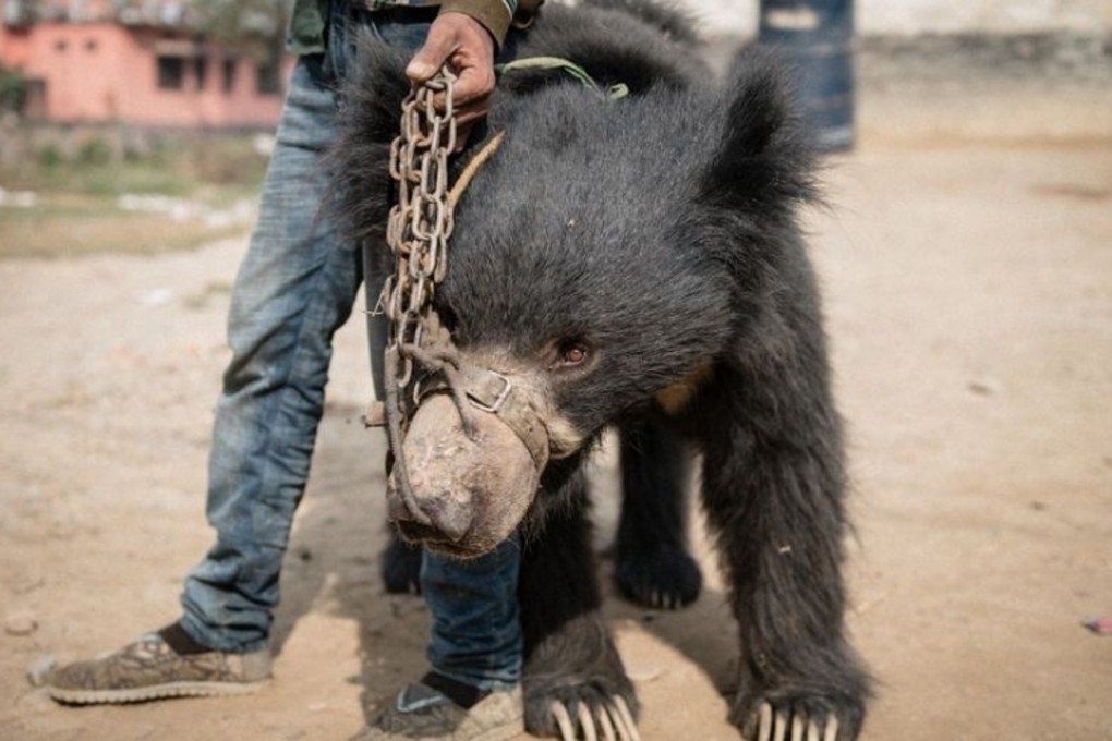 One of two sloth bears rescued in southern Nepal in December last year from a pair of itinerant street performers who used the animals for entertainment. File photo: World Animal Protection