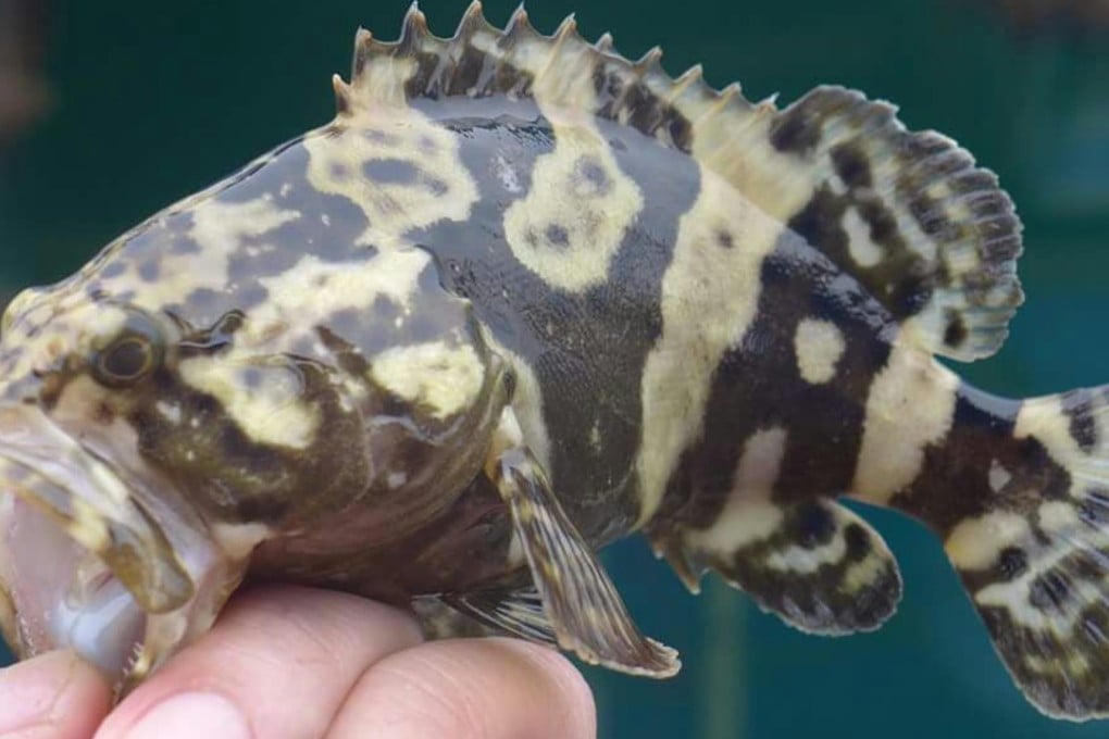 A juvenile Sabah giant grouper caught in March 2017 in North Point. Photo: Handout