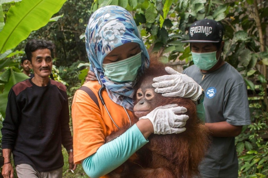 Utu the orangutan being carried away after being rescued from villagers who had kept him as a house pet in Ketapang, West Kalimantan province. Photo: AFP