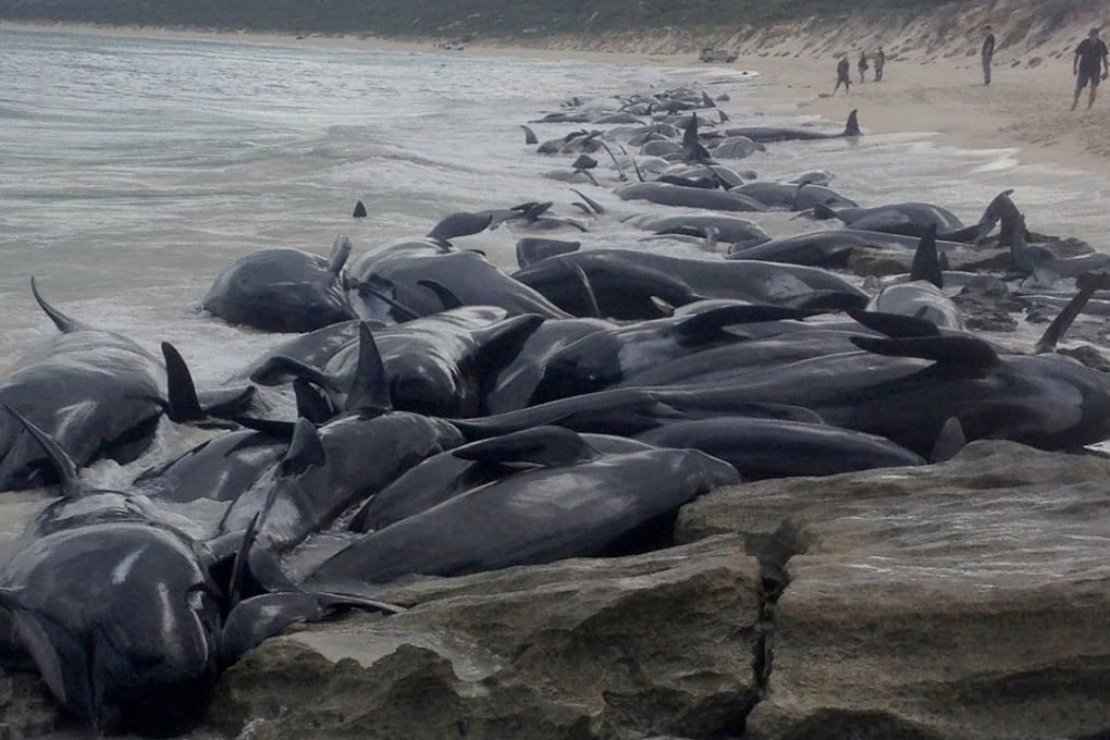 Some 150 short-finned pilot whales beached en masse in Hamelin Bay, Western Australia. Photo: AFP