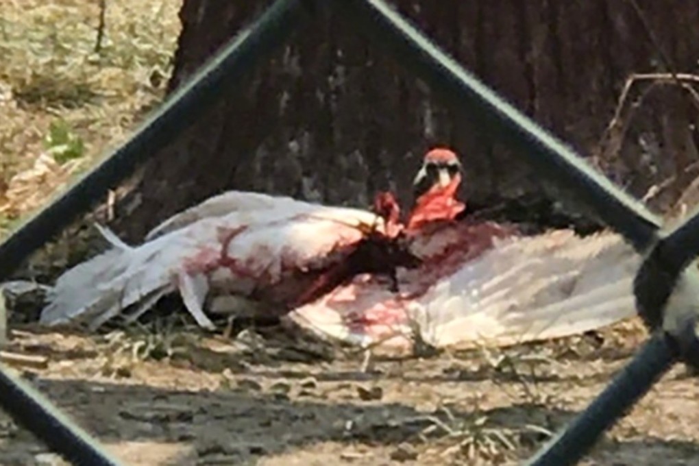 Despite its protected status, a red-crowned crane was left bloodied and battered after its violent encounter with a zookeeper in northern China. Photo: 163.com