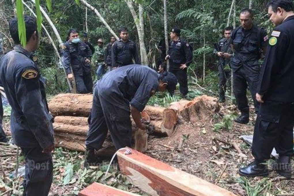 Rosewood poaching is a recurrent crime, but the forest monk's 120-rai forest is special. Above, military and forestry officials show a rosewood smuggling bust in Trat province in January of last year. Photo Panumas Sanguanwong/Bangkok Post