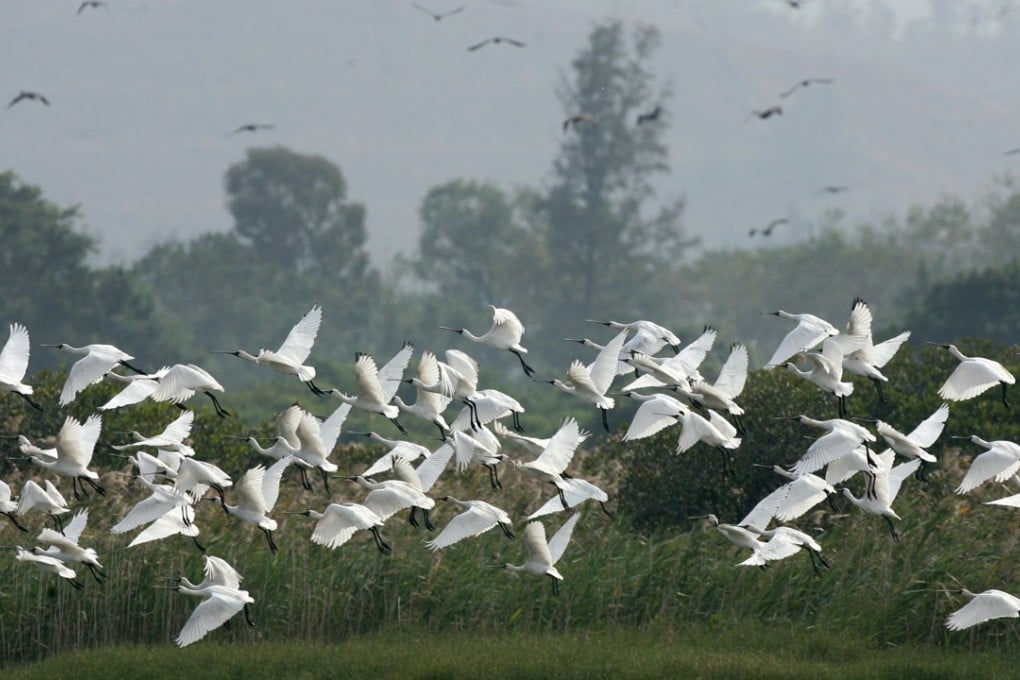 Around October to March, spoonbills fly south from their breeding grounds in the Korean Peninsula to the warmer tropics. Photo: Dickson Lee