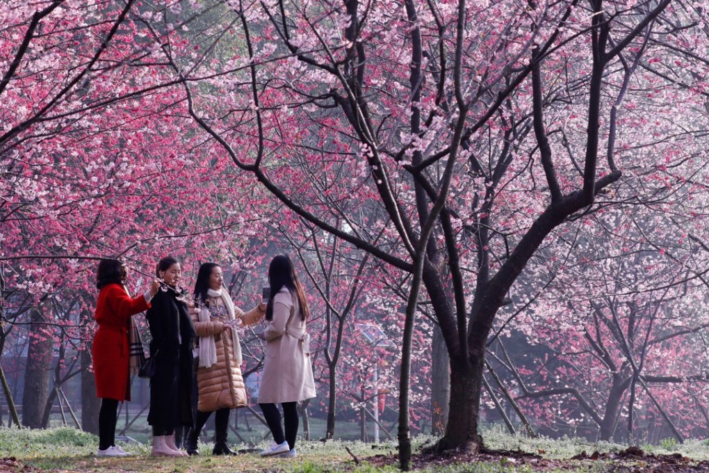A file picture of well-behaved tourists enjoying the cherry blossom in Wuhan. Photo: Reuters