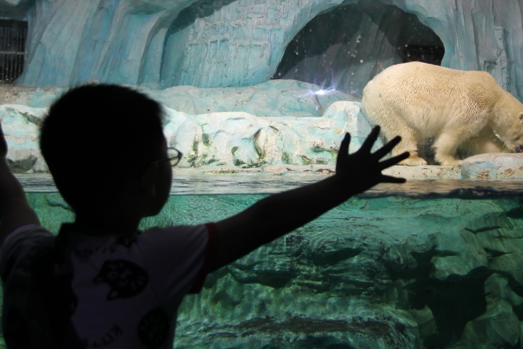 A boy looks at a polar bear at Qingdao Haichang Polar Ocean World in Qingdao city, China's Shandong province. Photo: Simon Song