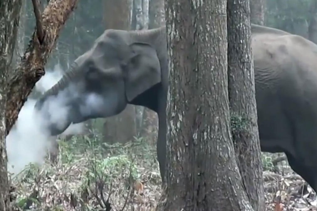 Video footage of an elephant smoking in an Indian forest has baffled scientists. Photo: Wildlife Conservation Society
