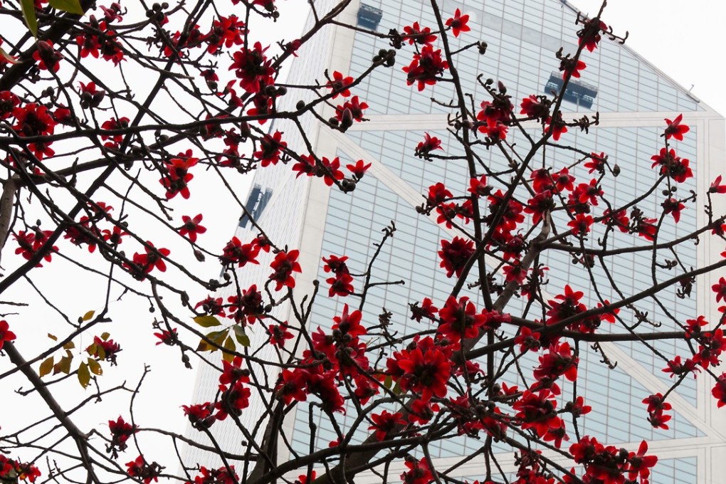 Cotton trees in full bloom in Central. Photo: Alamy