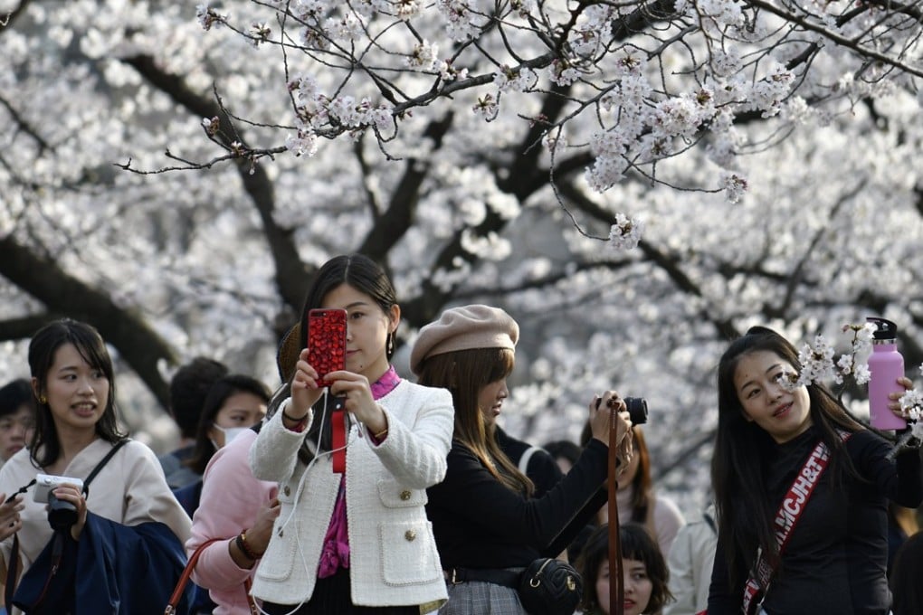The cherry blossom season marks the arrival of spring for the Japanese. Photo: EPA
