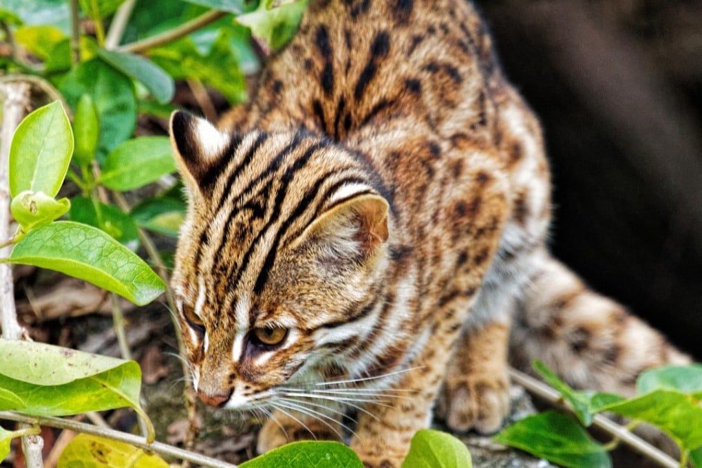 A leopard cat takes a rest at Mai Po in the New Territories. Photo: Martin Williams