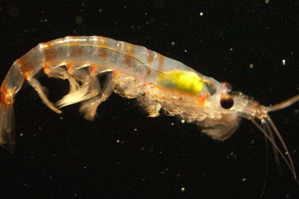 Bottom of the food chain, krill are an essential part of the Antarctica ecosystem. Photo: AFP