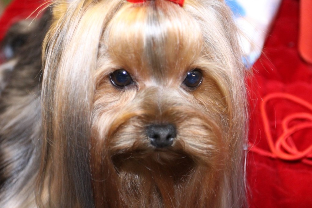 Baidu’s April Fool’s joke said big data and machine learning will track dogs so they can scan their faces to open doors and fetch food. Photo: Xinhua