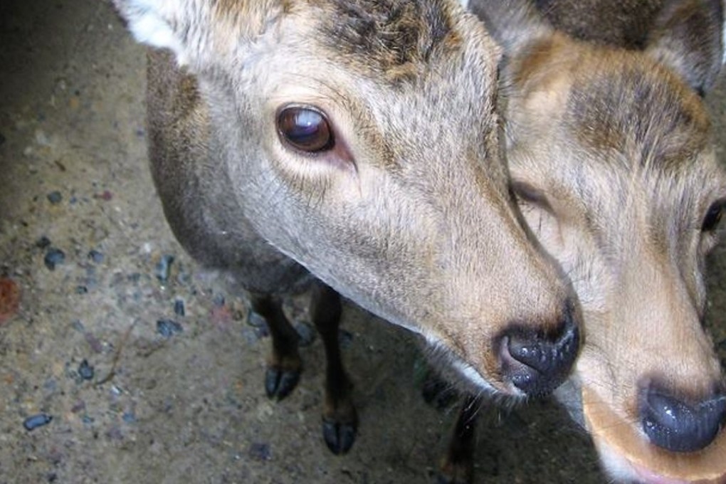Roaming deer take a cracker from a tourist at Nara Park in Japan. Photo: Ian Young