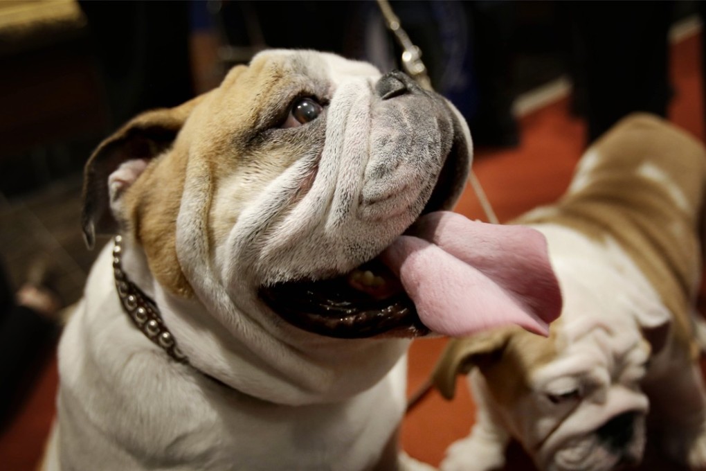 Dogs ‘see’ the world primarily through smells. Photo: AP