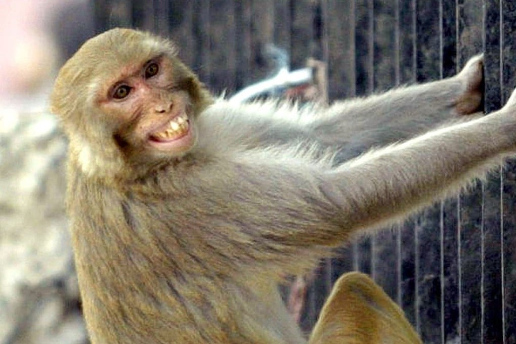 A Rhesus macaque grimaces as he hangs from a fence in New Delhi. File photo: AP