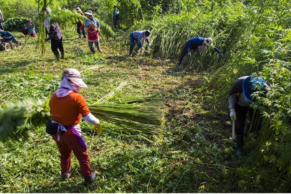 Farmers in Andong, North Gyeongsang Province, harvest cannabis whose stalks are used to make fabric. The law in Korea bans cannabis products in general but allows seeds, matured stalks and stems. Photo: Andong city government