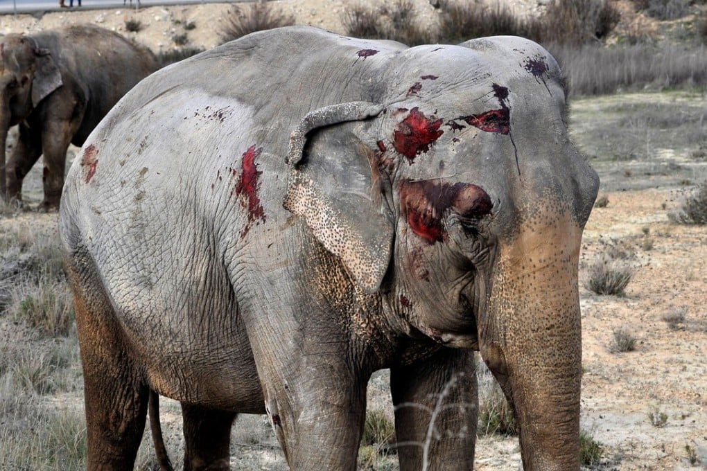 An injured elephant takes a rest after the truck in which the animal was travelling on the A-30 road in Albacete, Spain, overturned on April 2, 2018. One of the five elephants was killed and two were injured after the accident. Photo: EPA-EFE