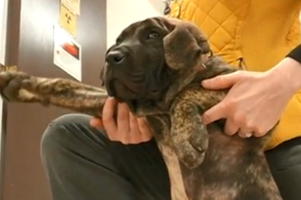 'Doga' classes improve dogs’ behaviour. Photo: WHEC