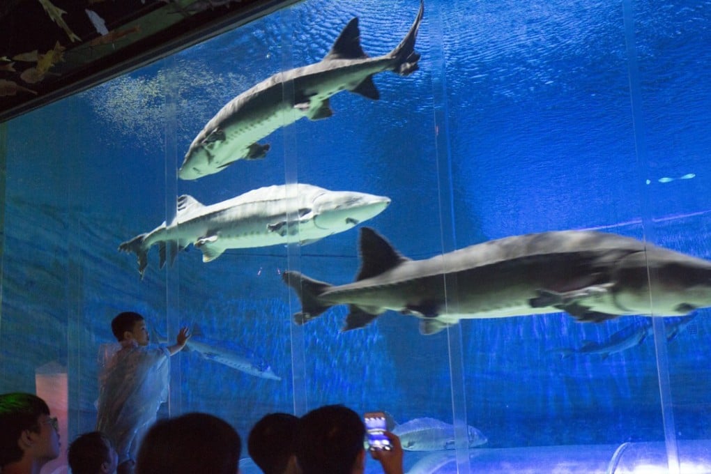 Visitors at the Chinese Sturgeon Aquarium in Ocean Park. Photo: May Tse