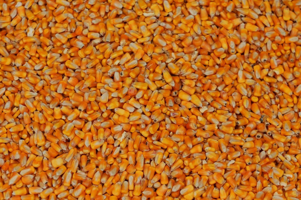 Corn rests inside of a grain cart during a harvest on a farm near Dixon, Nebraska, on October 26, 2017. China slapped import tariffs on ethanol from the US in an escalating trade dispute. Photo: Reuters
