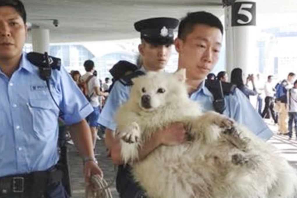 Police treated the Saturday case as ‘animal in danger’ but a source said officers were investigating if the dog was thrown into the sea. Photo: Facebook