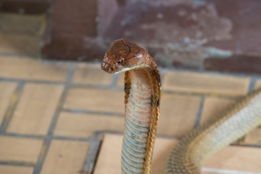 Why King Cobras Kill and Eat Their Own Kind I Roundglass Sustain