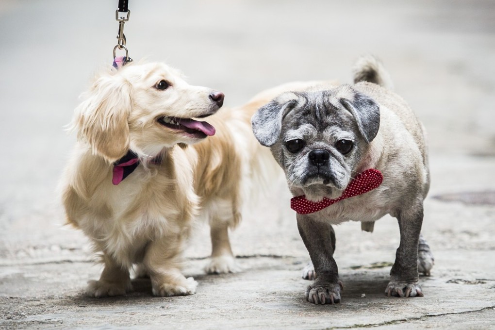 Hong Kong’s first Doggie Dash race will include the two organisers’ dogs: Crumble (right), a 14-year-old pug, and Mabel, a one-year-old dachshund. Photo: Isaac Lawrence