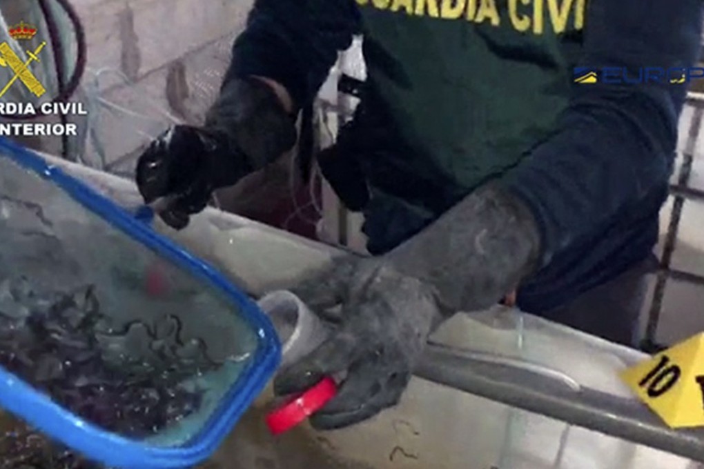 A member of Spain’s Guardia Civil works with some glass eels on Thursday after a smuggling bust brought down a criminal network that was profiting from smuggling them to Asia. Photo: Guardia Civil via AP