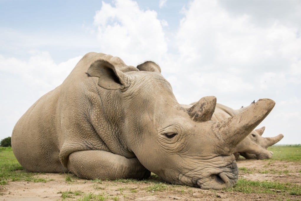 A Chinese man has been jailed in the Netherlands for smuggling five rhino horns and other contraband through Amsterdam’s Schiphol airport. He was flying from South Africa to Shanghai when the horns were found in his luggage. Pictured: one of the world's last two female northern white rhinos in Kenya last week. Photo: Xinhua